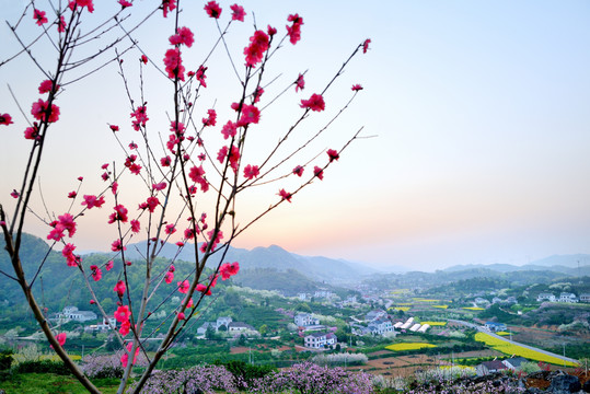 桃李花香美丽乡村