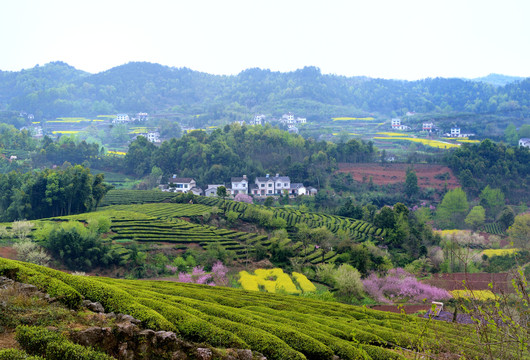 桃李花香美丽乡村