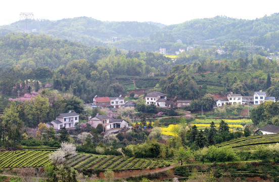 桃李花香美丽乡村