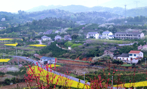 桃李花香美丽乡村