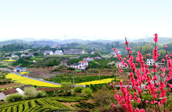 桃李花香美丽乡村