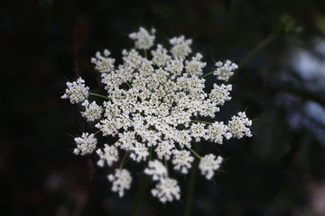 胡萝卜花