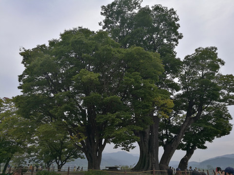 百年榉树