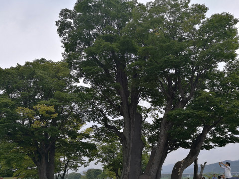 百年榉树