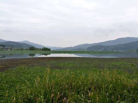 韩国南扬州茶山生态公园