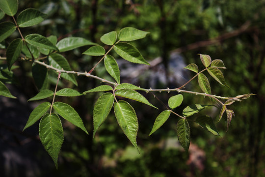 缫丝花