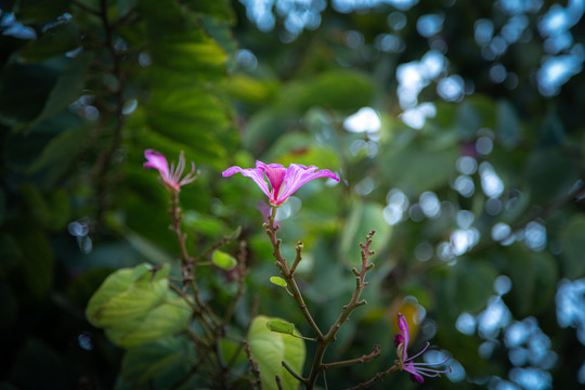 紫荆花