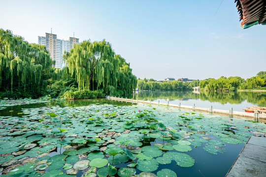 大明湖荷花