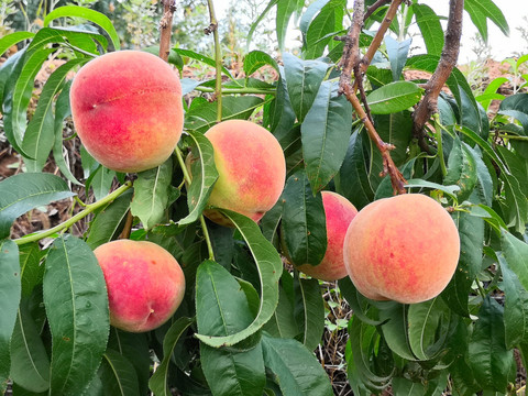 桃子满树