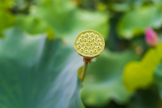 章丘白云湖荷花11