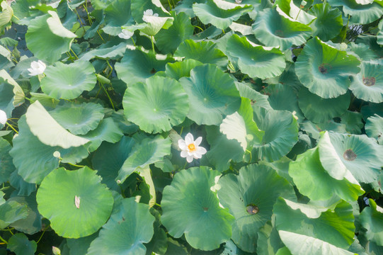 章丘白云湖荷花46