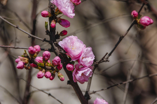 春暖花开桃花小桃红粉花春天花卉