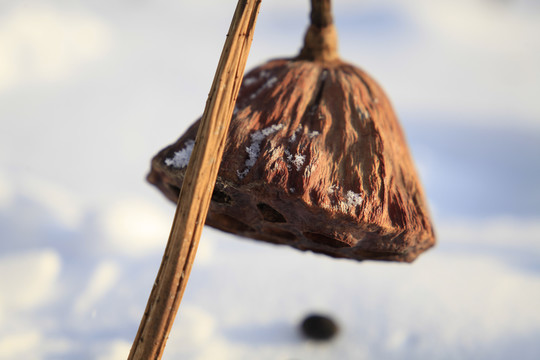 荷塘莲子藕荷残荷雪地冬天寒冬荷