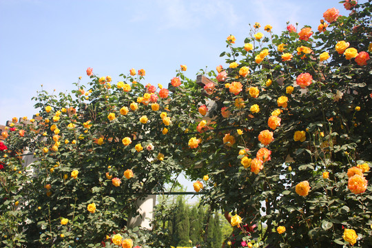 月季花园