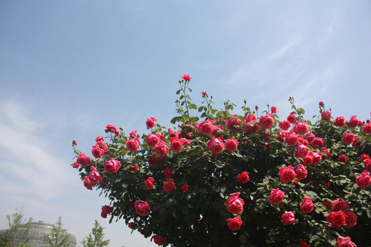 蓝天与玫瑰花树