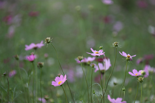 粉色的花