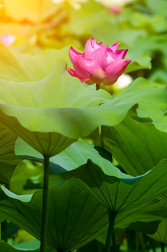 夏日公园荷塘荷花盛开