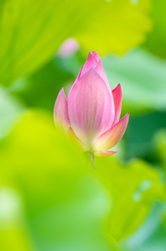 夏日公园荷塘荷花盛开