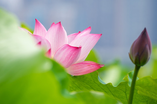 夏日公园荷塘荷花盛开
