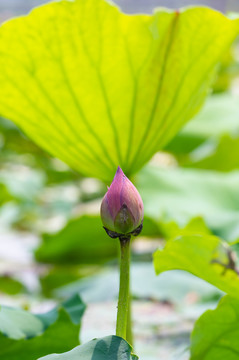 夏日公园荷塘荷花盛开