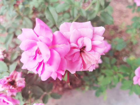 盛开的花