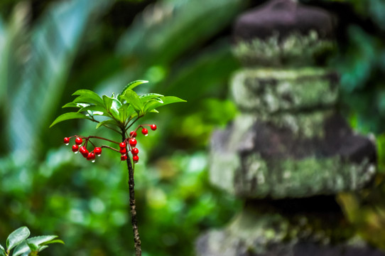 日本京都风光
