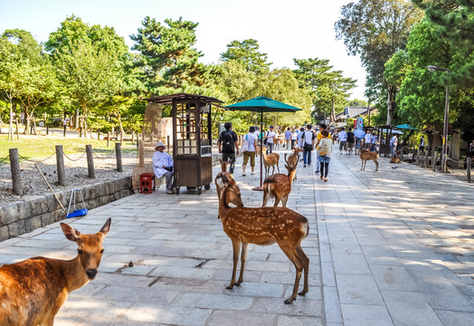 日本奈良东大寺风光