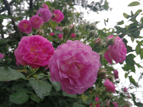 蔷薇玫瑰月季花卉