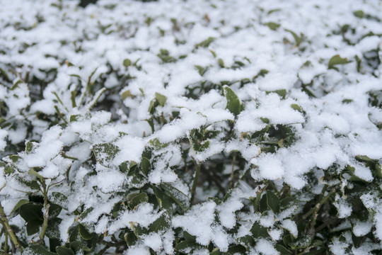 初冬小雪