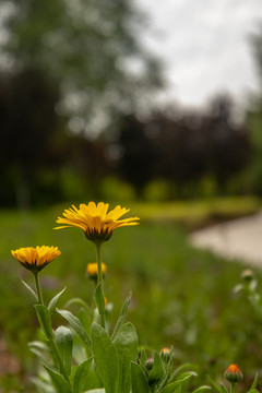 高原小花