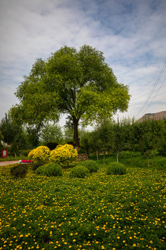 高原小花