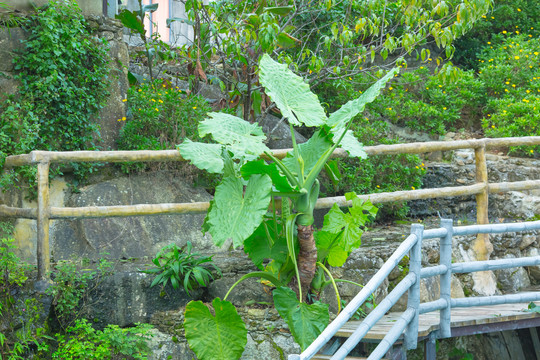 高州仙人洞风景区