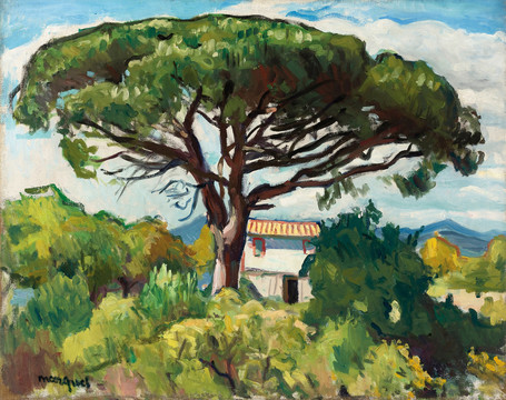 阿尔贝马尔凯圣特罗佩兹山丘上的大树和房子