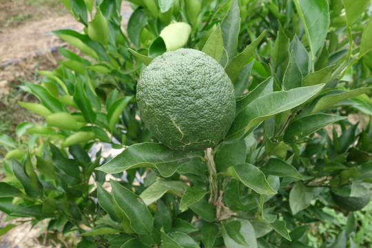 青橘子