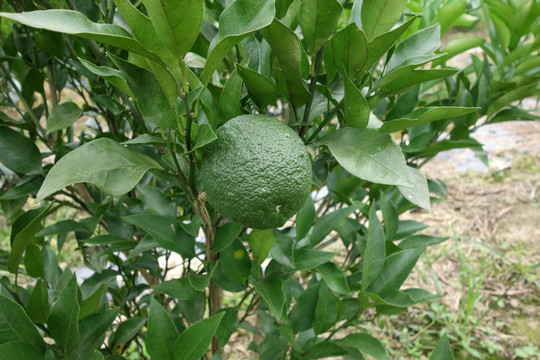 青橘子