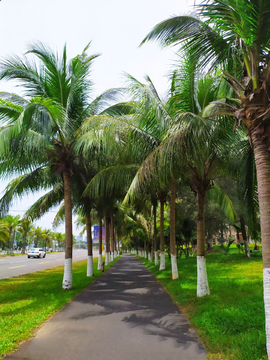 椰林步道