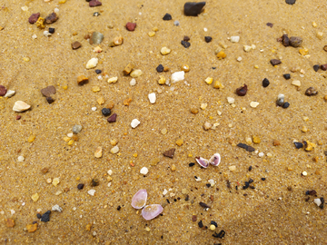 贝壳砂石