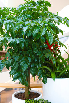 室内植物
