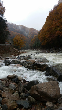 山水风景画红枫森林