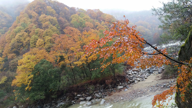 山水风景画红枫森林