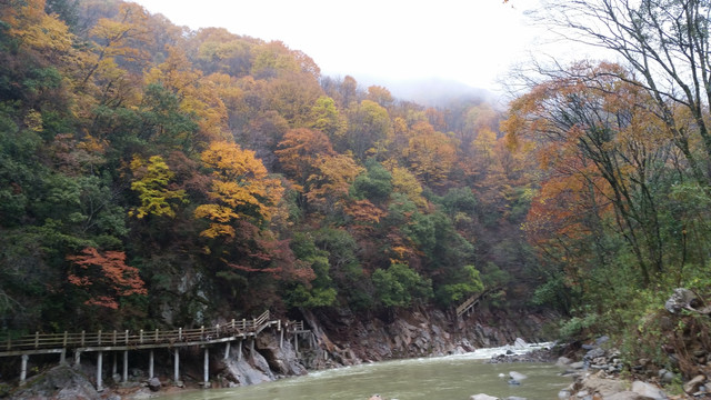 山水风景画红枫森林