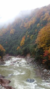 山水风景画红枫森林