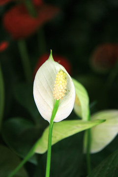 白鹤芋一帆风顺