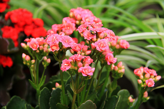 伽蓝菜