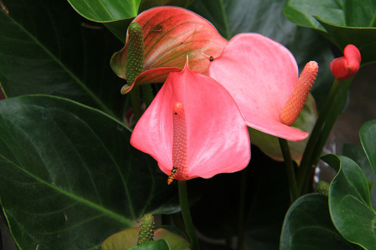 花烛