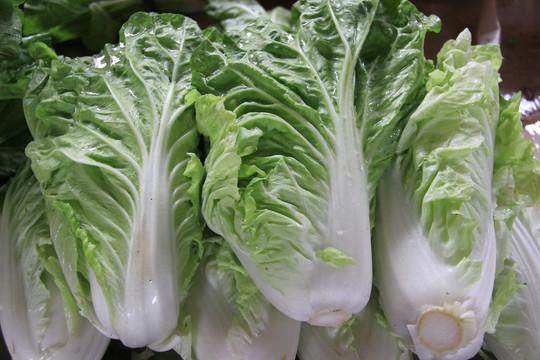 白菜