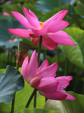 荷花