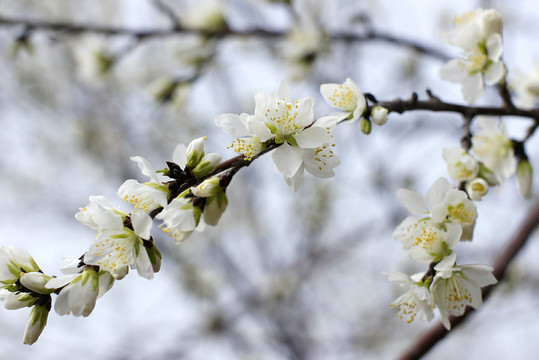 樱花