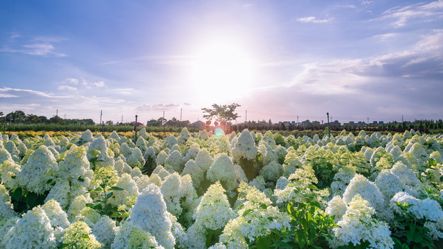 绣球花