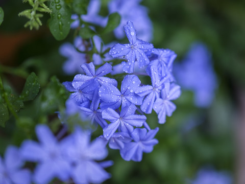 蓝雪花